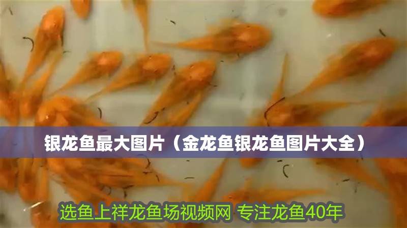 銀龍魚最大圖片（金龍魚銀龍魚圖片大全）