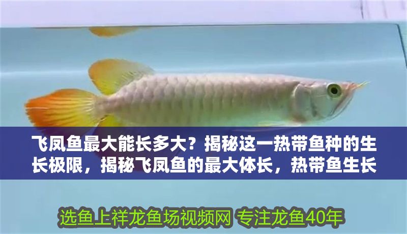 飛鳳魚最大能長多大？揭秘這一熱帶魚種的生長極限，揭秘飛鳳魚的最大體長，熱帶魚生長極限全解析