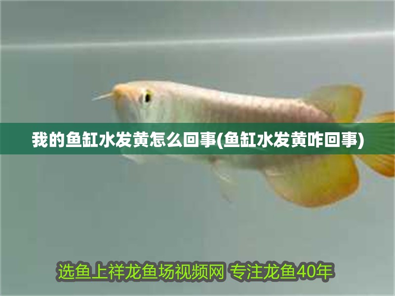 我的魚缸水發(fā)黃怎么回事(魚缸水發(fā)黃咋回事)