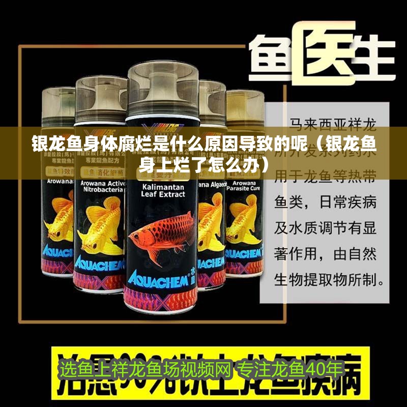 銀龍魚身體腐爛是什么原因導致的呢（銀龍魚身上爛了怎么辦）