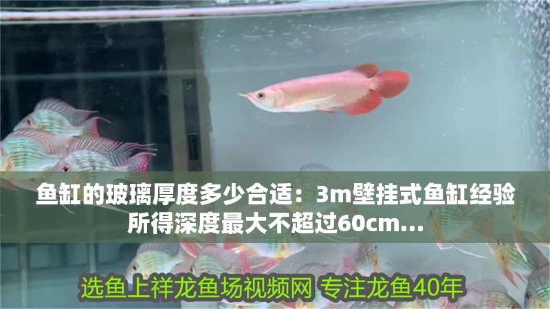 龍魚干蝦有營養嗎 魚缸的玻璃厚度多少合適:3m壁掛式魚缸經驗所得深度最大不超過60cm… 魚缸百科 魚缸的玻璃厚度多少合適:3m壁掛式魚缸經驗所得深度最大不超過60cm… 魚缸的玻璃厚度多少合適:3m壁掛式魚缸經驗所得深度最大不超過60cm… 魚缸百科