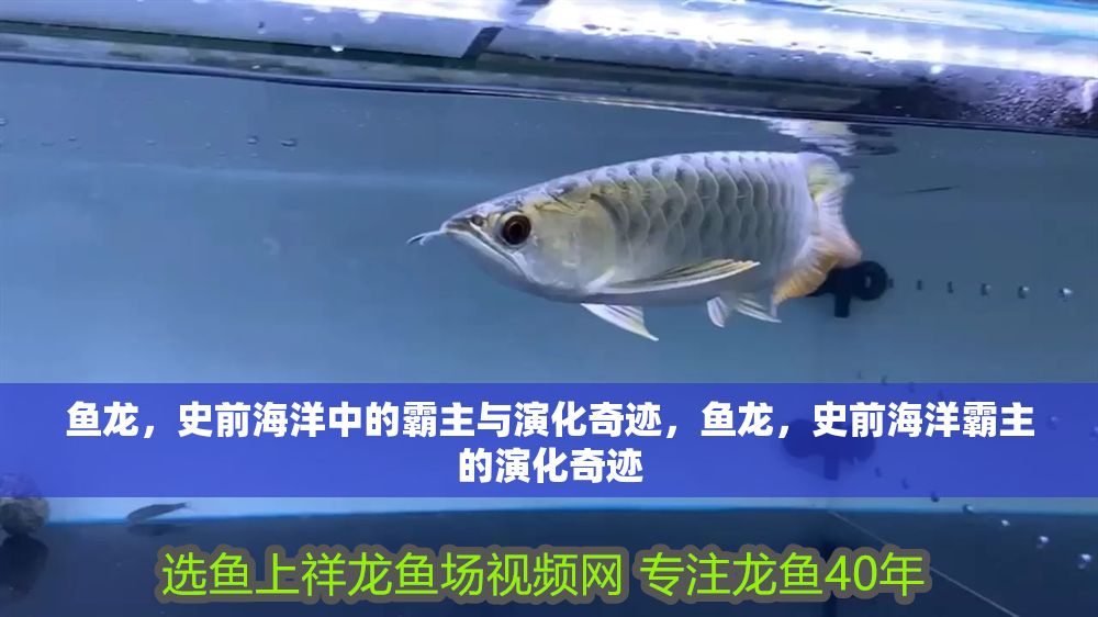 魚(yú)龍，史前海洋中的霸主與演化奇跡，魚(yú)龍，史前海洋霸主的演化奇跡