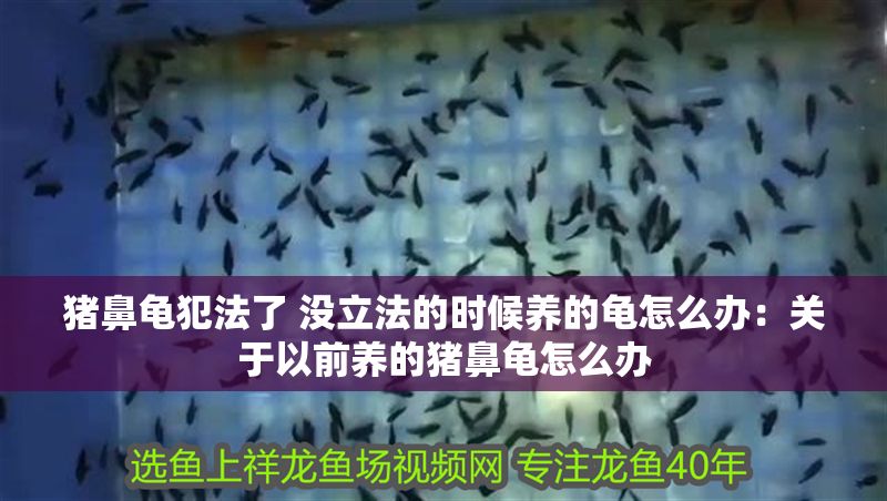 豬鼻龜犯法了 沒立法的時(shí)候養(yǎng)的龜怎么辦：關(guān)于以前養(yǎng)的豬鼻龜怎么辦