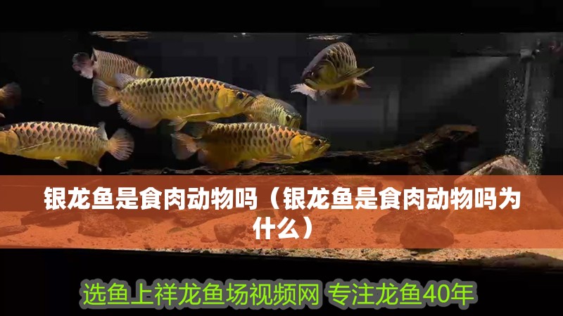 銀龍魚是食肉動物嗎（銀龍魚是食肉動物嗎為什么）