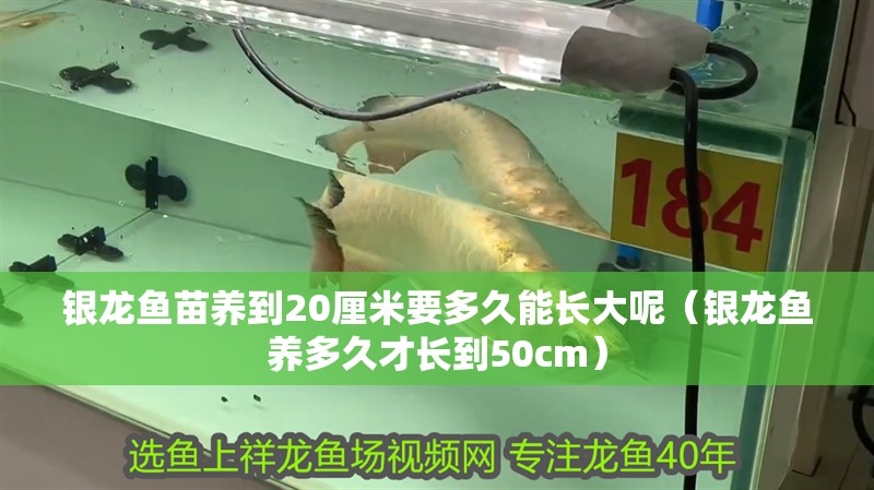銀龍魚苗養到20厘米要多久能長大呢（銀龍魚養多久才長到50cm） 銀龍魚苗養到20厘米要多久能長大呢（銀龍魚養多久才長到50cm） 銀龍魚百科