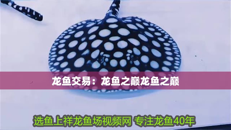 龍魚交易：龍魚之巔龍魚之巔