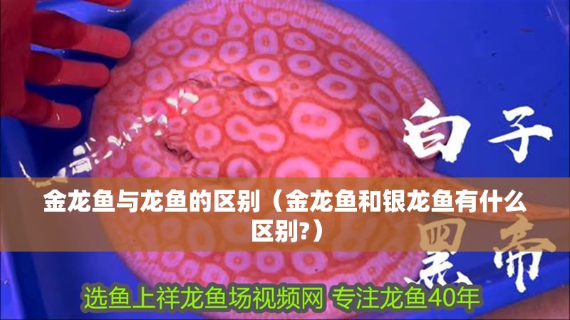 金龍魚與龍魚的區別（金龍魚和銀龍魚有什么區別?）