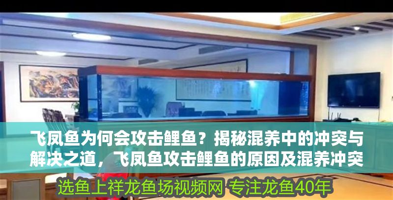 飛鳳魚為何會攻擊鯉魚？揭秘混養中的沖突與解決之道，飛鳳魚攻擊鯉魚的原因及混養沖突解決策略 飛鳳魚為何會攻擊鯉魚？揭秘混養中的沖突與解決之道，飛鳳魚攻擊鯉魚的原因及混養沖突解決策略 龍魚百科 第1張