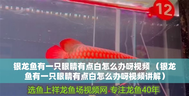 銀龍魚有一只眼睛有點白怎么辦呀視頻 （銀龍魚有一只眼睛有點白怎么辦呀視頻講解）