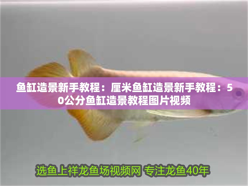 魚缸造景新手教程：厘米魚缸造景新手教程：50公分魚缸造景教程圖片視頻 魚缸造景新手教程：厘米魚缸造景新手教程：50公分魚缸造景教程圖片視頻 魚缸百科