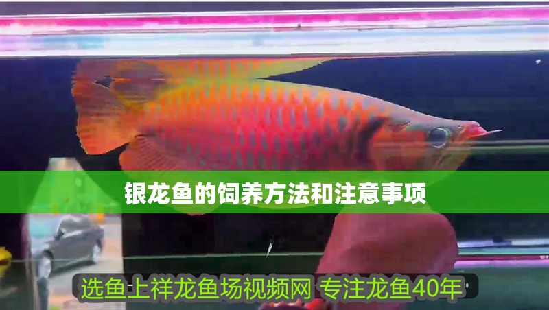 銀龍魚的飼養方法和注意事項