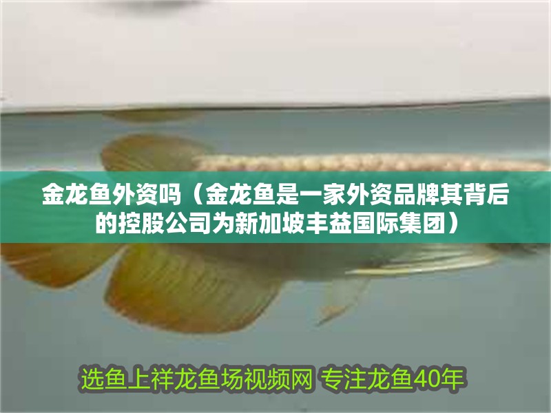 金龍魚外資嗎（金龍魚是一家外資品牌其背后的控股公司為新加坡豐益國際集團） 金龍魚外資嗎（金龍魚是一家外資品牌其背后的控股公司為新加坡豐益國際集團） 龍魚百科