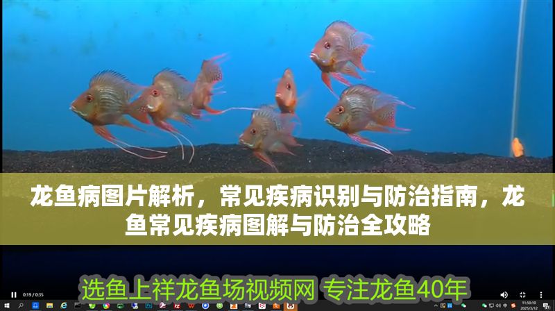 龍魚病圖片解析，常見疾病識(shí)別與防治指南，龍魚常見疾病圖解與防治全攻略 龍魚病圖片解析，常見疾病識(shí)別與防治指南，龍魚常見疾病圖解與防治全攻略 龍魚常見疾病 第1張
