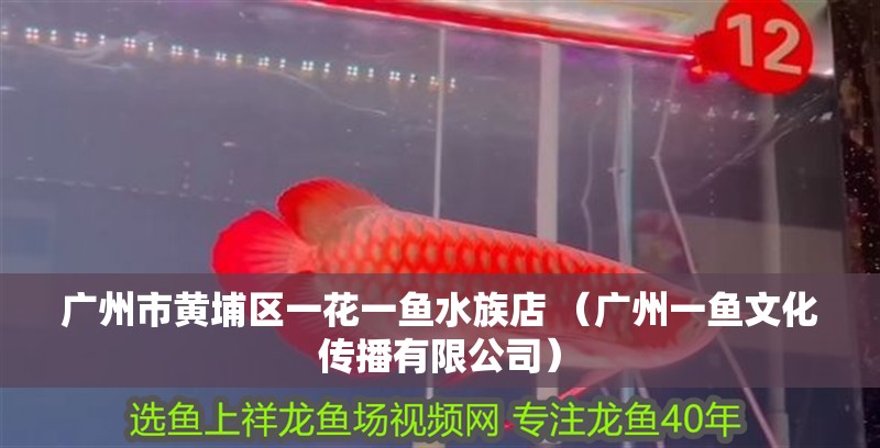 廣州市黃埔區(qū)一花一魚水族店 （廣州一魚文化傳播有限公司）