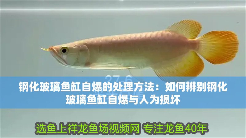 魚(yú)缸用增氧泵價(jià)格是多少:魚(yú)缸增氧機(jī)-xtrac增氧機(jī)-xtrac增氧機(jī) 鋼化玻璃魚(yú)缸自爆的處理方法:如何辨別鋼化玻璃魚(yú)缸自爆與人為損壞 魚(yú)缸百科 鋼化玻璃魚(yú)缸自爆的處理方法:如何辨別鋼化玻璃魚(yú)缸自爆與人為損壞 鋼化玻璃魚(yú)缸自爆的處理方法:如何辨別鋼化玻璃魚(yú)缸自爆與人為損壞 魚(yú)缸百科