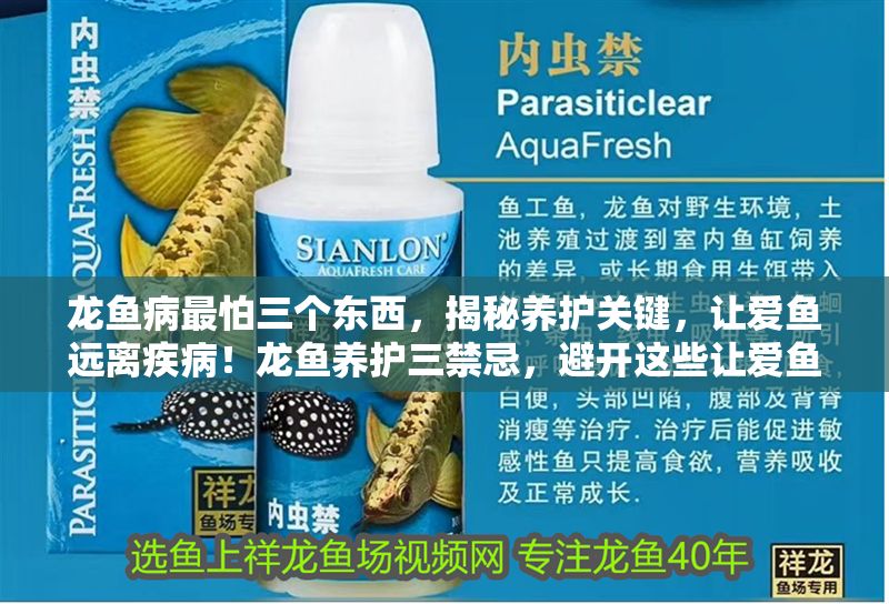 龍魚病最怕三個東西，揭秘養護關鍵，讓愛魚遠離疾病！龍魚養護三禁忌，避開這些讓愛魚健康無憂！