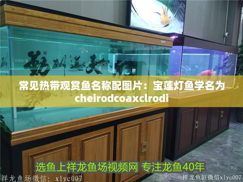 常見熱帶觀賞魚名稱配圖片：寶蓮燈魚學名為cheirodcoaxclrodi 常見熱帶觀賞魚名稱配圖片：寶蓮燈魚學名為cheirodcoaxclrodi 水族館百科（水族館加盟） 第2張