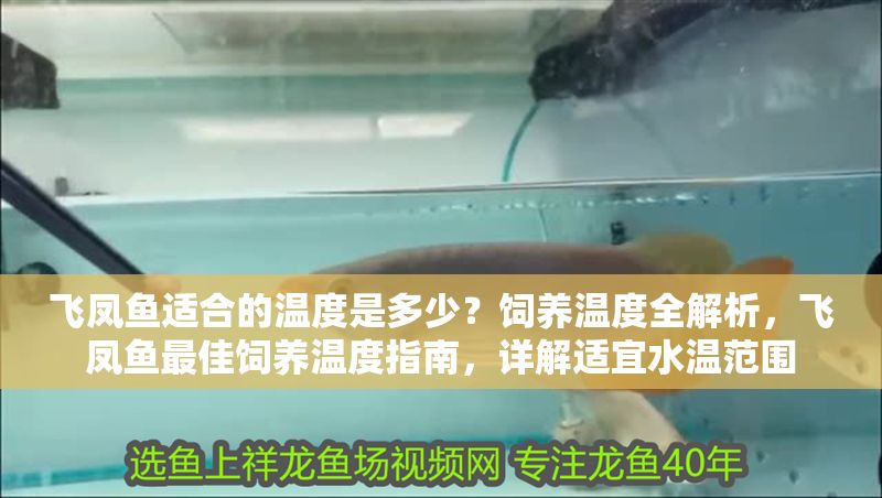 飛鳳魚(yú)適合的溫度是多少？飼養(yǎng)溫度全解析，飛鳳魚(yú)最佳飼養(yǎng)溫度指南，詳解適宜水溫范圍