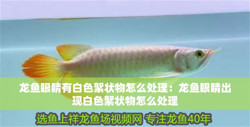 龍魚眼睛有白色絮狀物怎么處理：龍魚眼睛出現白色絮狀物怎么處理