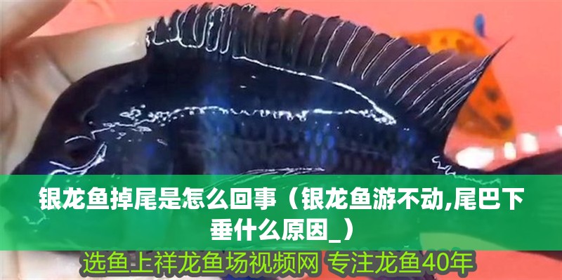 銀龍魚掉尾是怎么回事（銀龍魚游不動,尾巴下垂什么原因_）