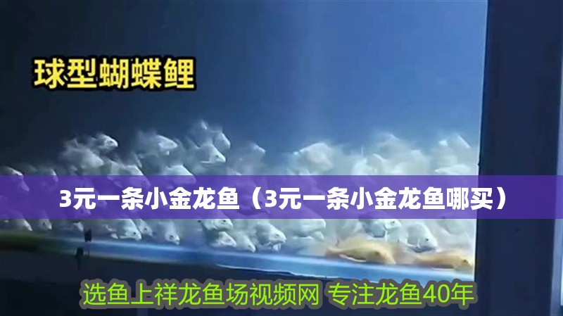 3元一條小金龍魚（3元一條小金龍魚哪買）