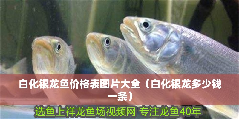 白化銀龍魚價(jià)格表圖片大全（白化銀龍多少錢一條）