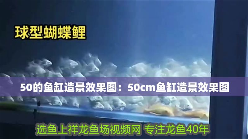 50的魚缸造景效果圖:50cm魚缸造景效果圖 魚缸百科 第2張 50的魚缸造景效果圖:50cm魚缸造景效果圖 50的魚缸造景效果圖:50cm魚缸造景效果圖 魚缸百科 第2張