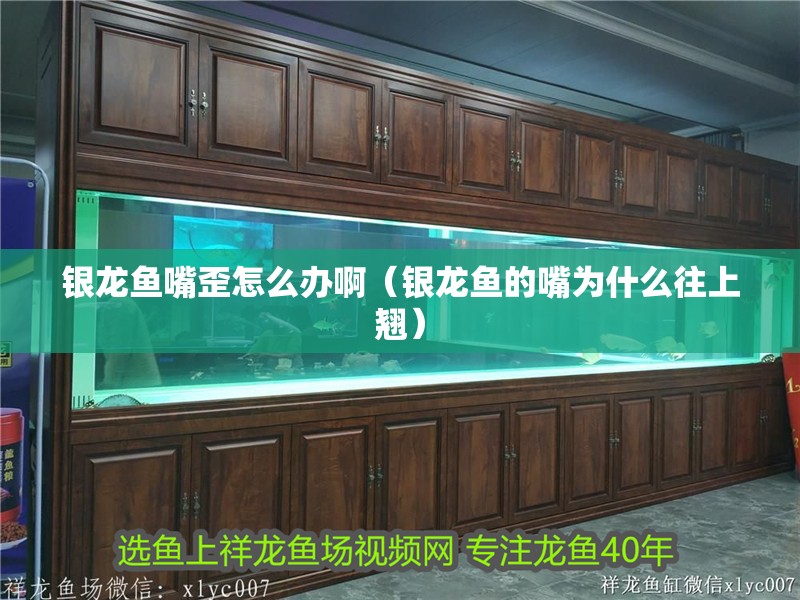 銀龍魚嘴歪怎么辦啊（銀龍魚的嘴為什么往上翹） 銀龍魚嘴歪怎么辦啊（銀龍魚的嘴為什么往上翹） 銀龍魚百科