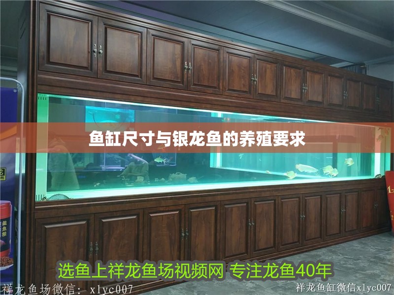 魚缸尺寸與銀龍魚的養殖要求