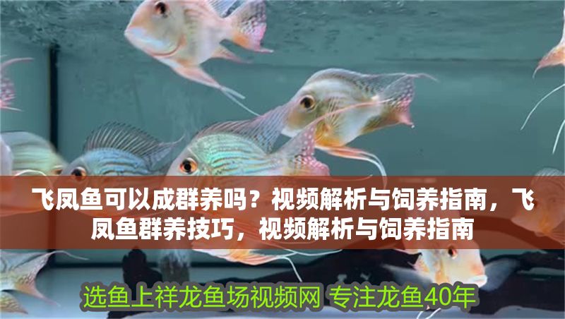 飛鳳魚可以成群養嗎？視頻解析與飼養指南，飛鳳魚群養技巧，視頻解析與飼養指南