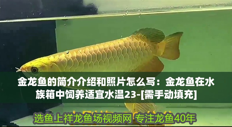 金龍魚的簡介介紹和照片怎么寫：金龍魚在水族箱中飼養(yǎng)適宜水溫23-[需手動(dòng)填充]