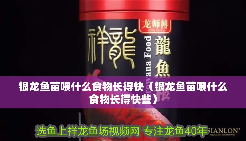 銀龍魚苗喂什么食物長得快（銀龍魚苗喂什么食物長得快些）