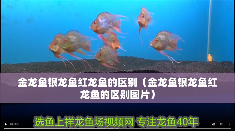 金龍魚銀龍魚紅龍魚的區別（金龍魚銀龍魚紅龍魚的區別圖片）