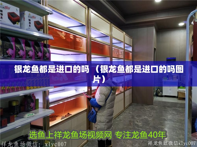 銀龍魚都是進口的嗎 （銀龍魚都是進口的嗎圖片）
