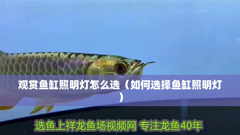觀賞魚缸照明燈怎么選（如何選擇魚缸照明燈） 觀賞魚缸照明燈怎么選（如何選擇魚缸照明燈） 魚缸百科