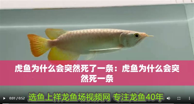 虎魚為什么會(huì)突然死了一條：虎魚為什么會(huì)突然死一條