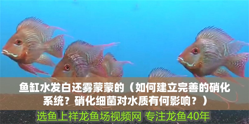 魚缸水發白還霧蒙蒙的（如何建立完善的硝化系統？硝化細菌對水質有何影響？）