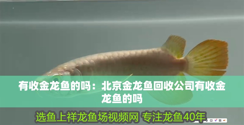 有收金龍魚的嗎：<strong><mark>北京</mark></strong>金龍魚回收公司有收金龍魚的嗎