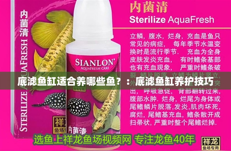 底濾魚缸適合養哪些魚？：底濾魚缸養護技巧