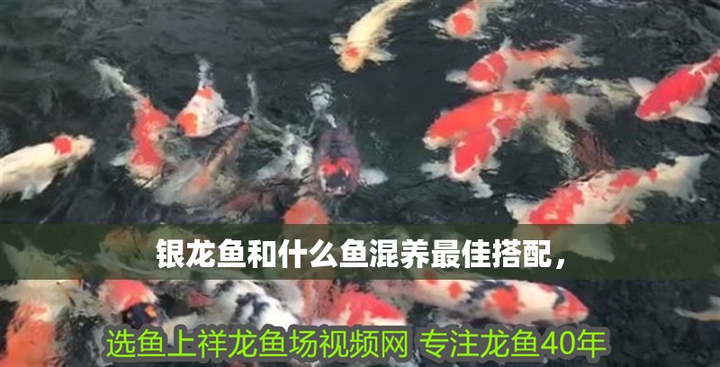 銀龍魚和什么魚混養最佳搭配，