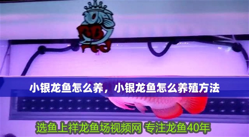 小銀龍魚怎么養，小銀龍魚怎么養殖方法
