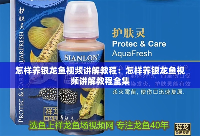 怎樣養(yǎng)銀龍魚視頻講解教程：怎樣養(yǎng)銀龍魚視頻講解教程全集