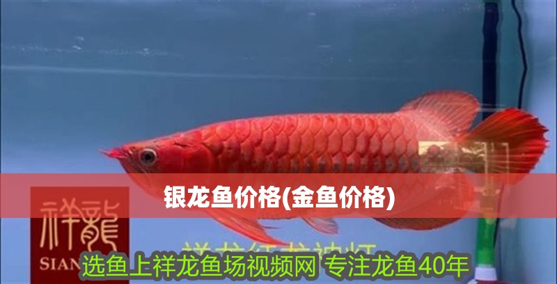 銀龍魚價(jià)格(金魚價(jià)格)
