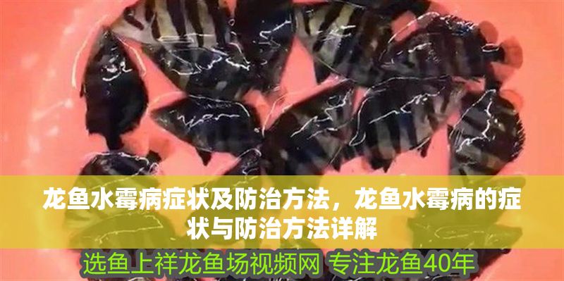龍魚水霉病癥狀及防治方法，龍魚水霉病的癥狀與防治方法詳解