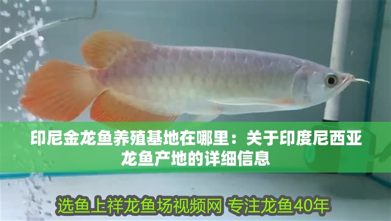 印尼金龍魚(yú)養(yǎng)殖基地在哪里：關(guān)于印度尼西亞龍魚(yú)產(chǎn)地的詳細(xì)信息
