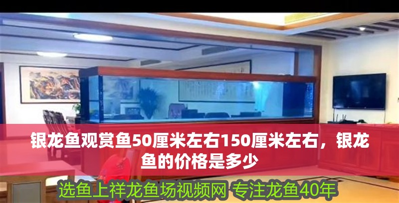 銀龍魚觀賞魚50厘米左右150厘米左右，銀龍魚的價(jià)格是多少