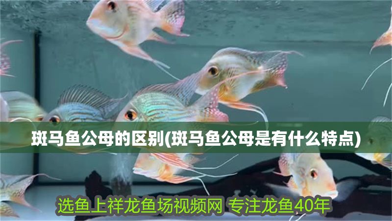 斑馬魚公母的區(qū)別(斑馬魚公母是有什么特點(diǎn))