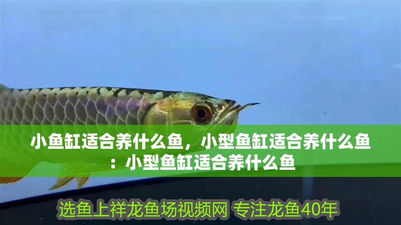 小魚缸適合養什么魚，小型魚缸適合養什么魚：小型魚缸適合養什么魚 小魚缸適合養什么魚，小型魚缸適合養什么魚：小型魚缸適合養什么魚 魚缸百科