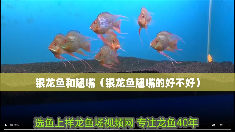 銀龍魚和翹嘴（銀龍魚翹嘴的好不好） 銀龍魚和翹嘴（銀龍魚翹嘴的好不好） 銀龍魚百科