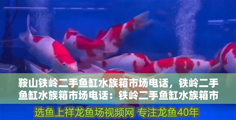 鞍山鐵嶺二手魚缸水族箱市場(chǎng)電話，鐵嶺二手魚缸水族箱市場(chǎng)電話：鐵嶺二手魚缸水族箱市場(chǎng)怎么找 鞍山鐵嶺二手魚缸水族箱市場(chǎng)電話，鐵嶺二手魚缸水族箱市場(chǎng)電話：鐵嶺二手魚缸水族箱市場(chǎng)怎么找 魚缸百科